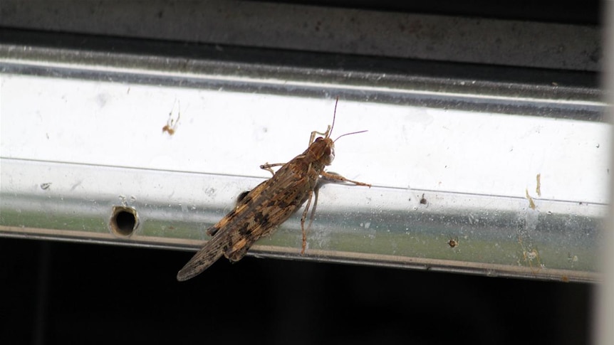 Locust on a car in western Victoria