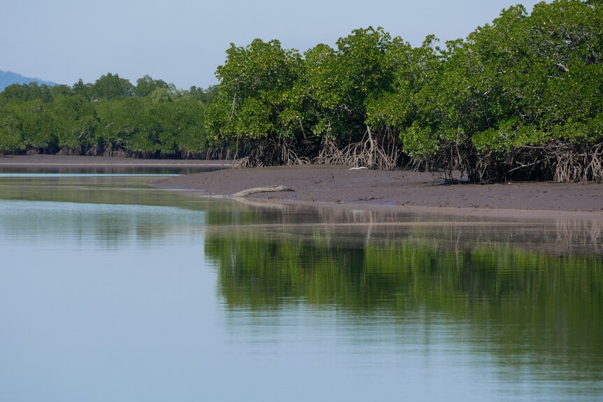 A crocodile lies on the banks near mangroves on Hinchinbrook Island