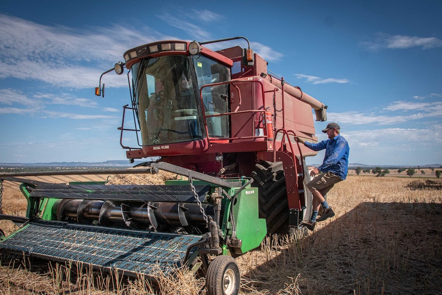 A man wearing a blue shirt, shorts and boots climbs the steps on a red header sitting in a paddock of canola.