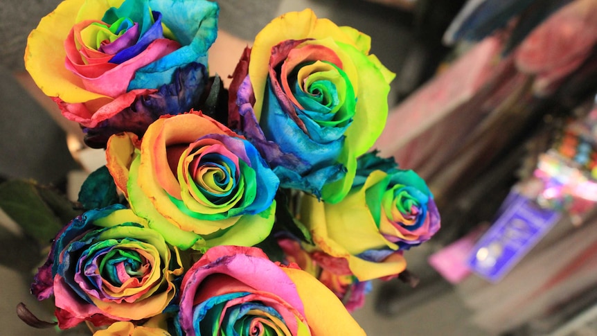 Dianne Williams' rainbow roses