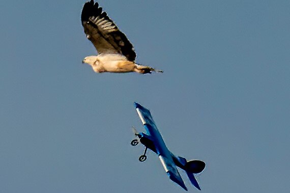 Eagle is swooped by toy plane, May, 2020