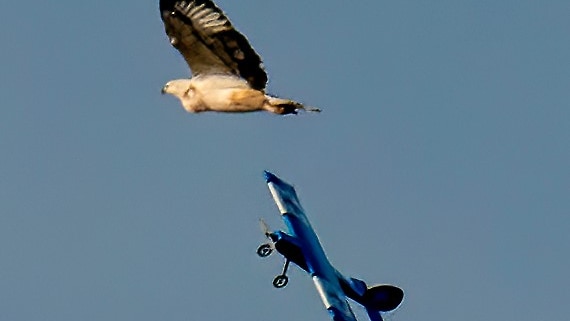 An eagle being swooped by a toy plane.