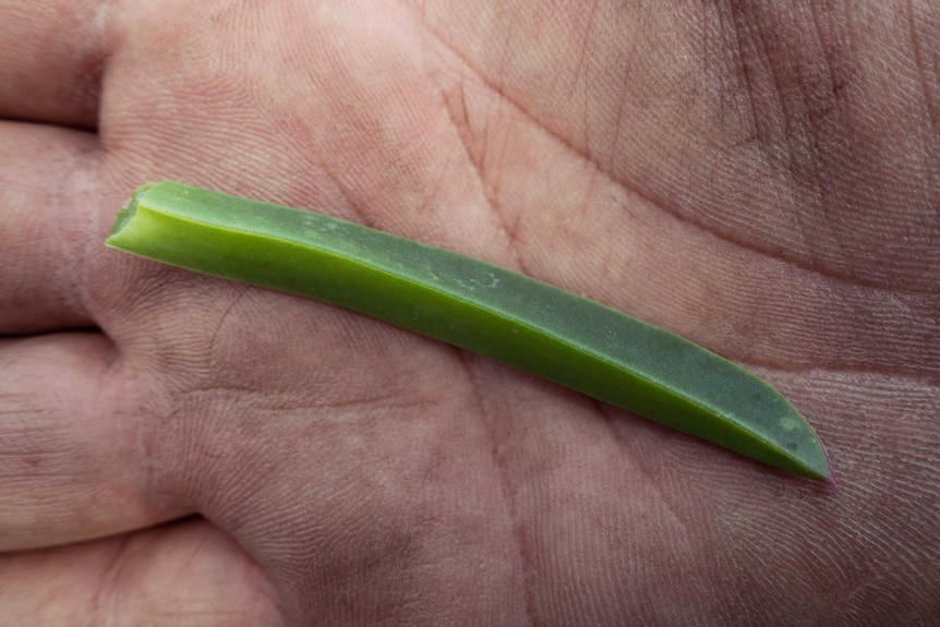 A close up of pigface leaves