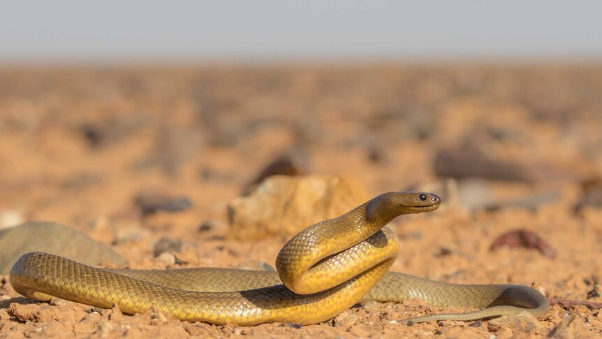 A yellow-brown coloured snake sits partially coiled among rocks on a dry cracking clay pan.