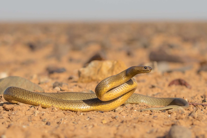 A yellow-brown coloured snake sits partially coiled among rocks on a dry cracking clay pan.