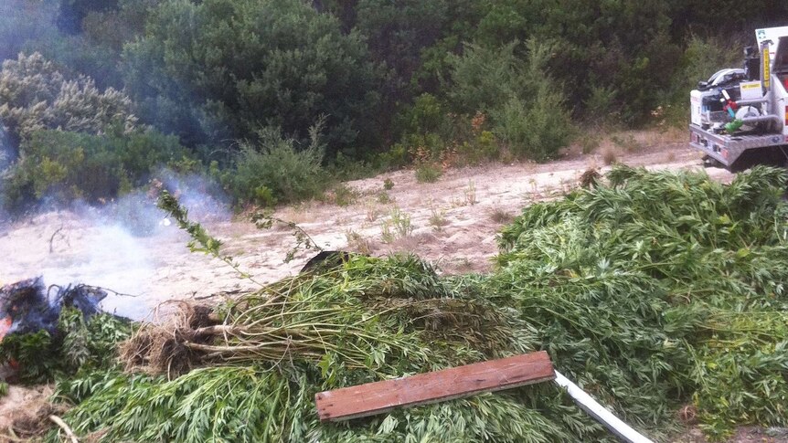 Police did a controlled burn of the cannabis found