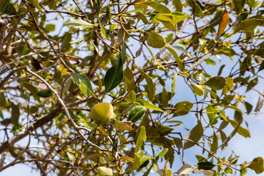 Green leaves and small mangrove tree fruit.