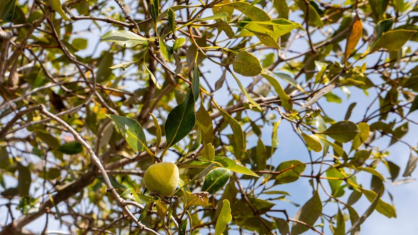 Green leaves and small mangrove tree fruit.