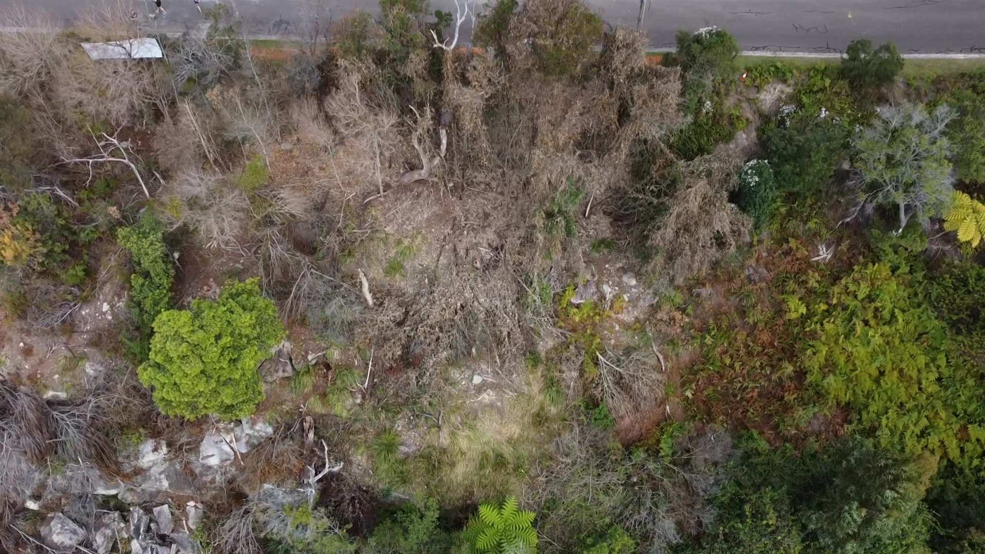 an aerial view of where trees were destroyed in sydney's castle cove