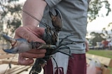 A man holds a yabby in his hands with it's pincers outstretched.