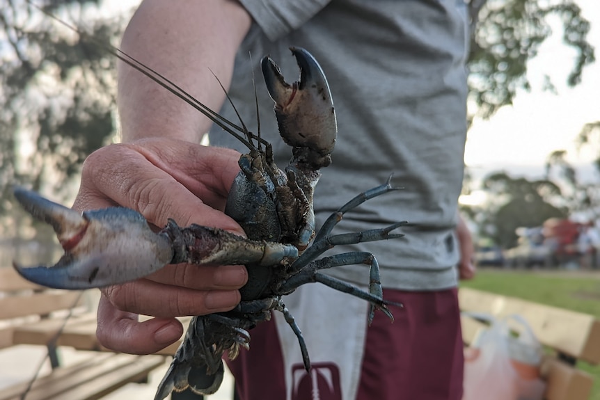 A man holds a yabby in his hands with it's pincers outstretched.