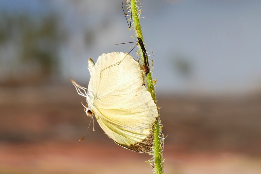 A carnivorous plant that has trapped a butterfly.