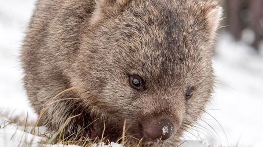 Close-up of a round, juvenile wombat in the snow.
