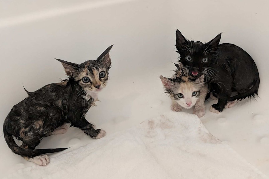 Three wet cats sit in a bathtub, starring at the camera.