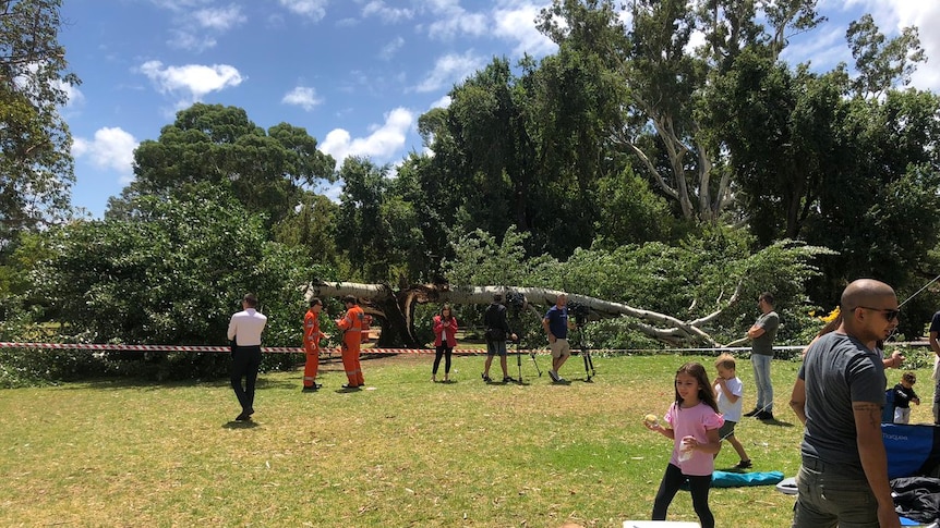 A tree split in half at Tusmore.