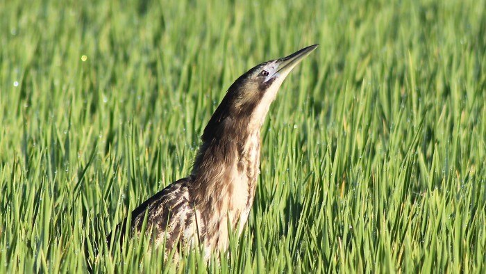 A brown, heron-like bird raises its head and neck above a field of green rice stalks.