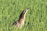 A brown, heron-like bird raises its head and neck above a field of green rice stalks.