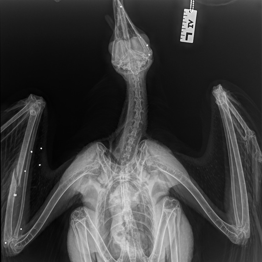 An X-ray of an eagle with pellets visible in its wings.