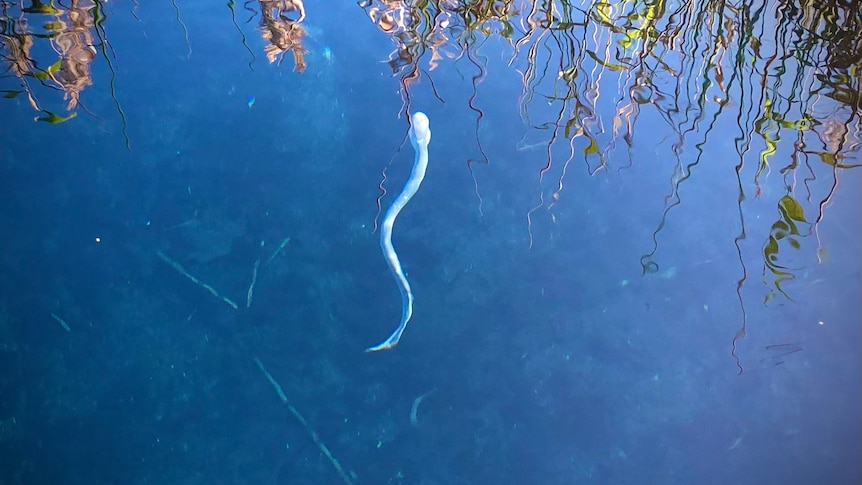 A silver eel-like fish swimming in fresh water. 