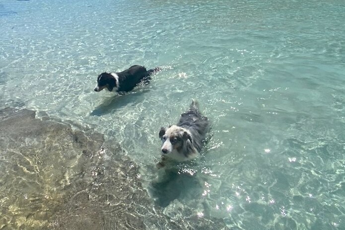 The two dogs swim in clear water