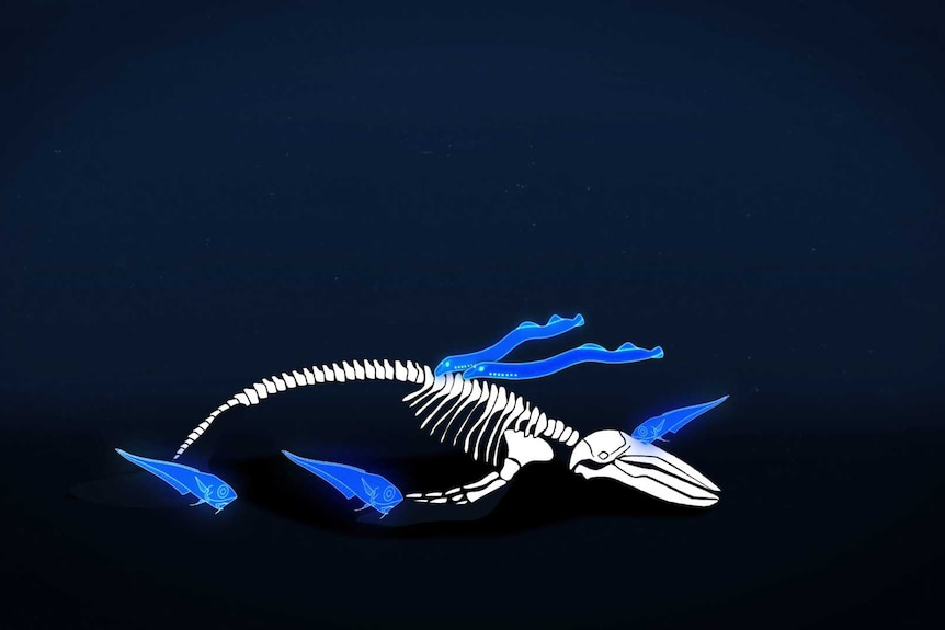 Illustration of whale carcass being eaten by deep sea fish.