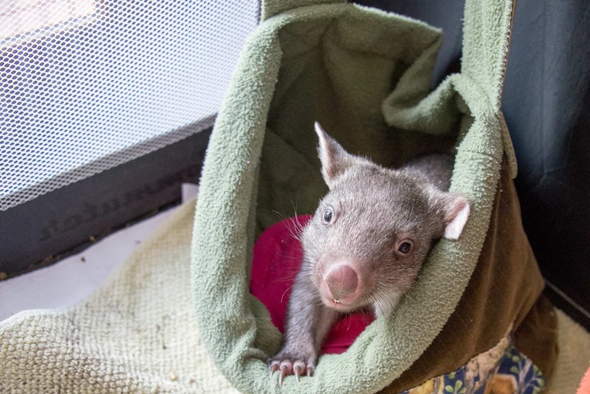 Wombat joey in cloth pouch