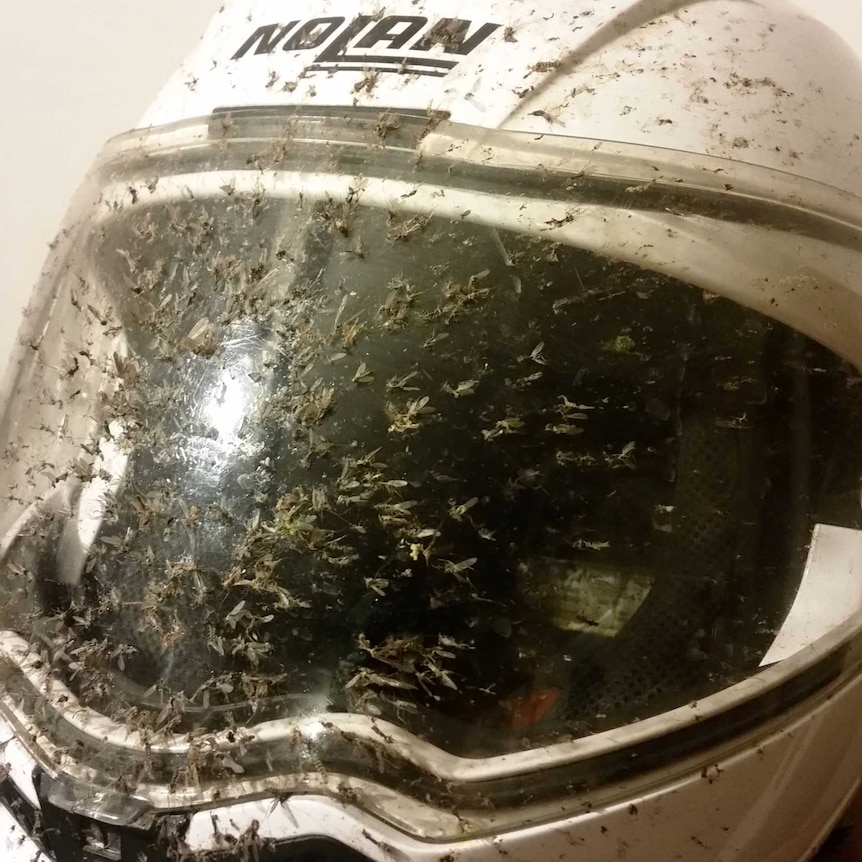 Motorcycle helmet covered in dead bugs