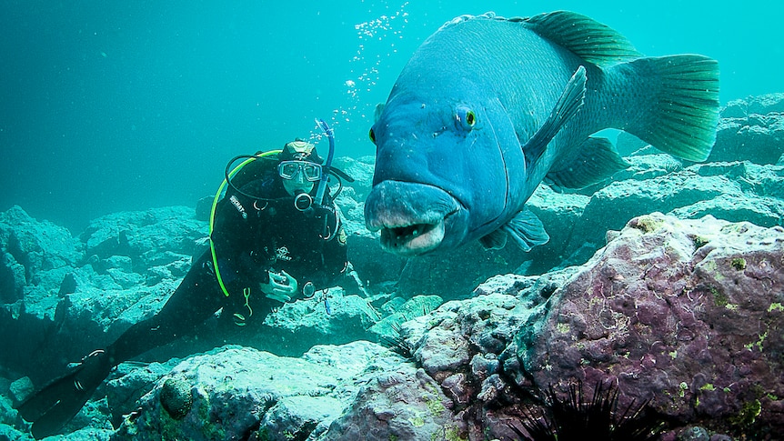 A diver poses with a Blue Groper in the Batemans Bay Marine Park under water. The fish is huge, friendly and blue
