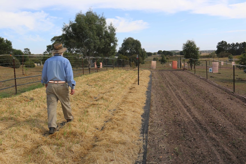 A farmer in a hat walks through the rows of his garlic crop.