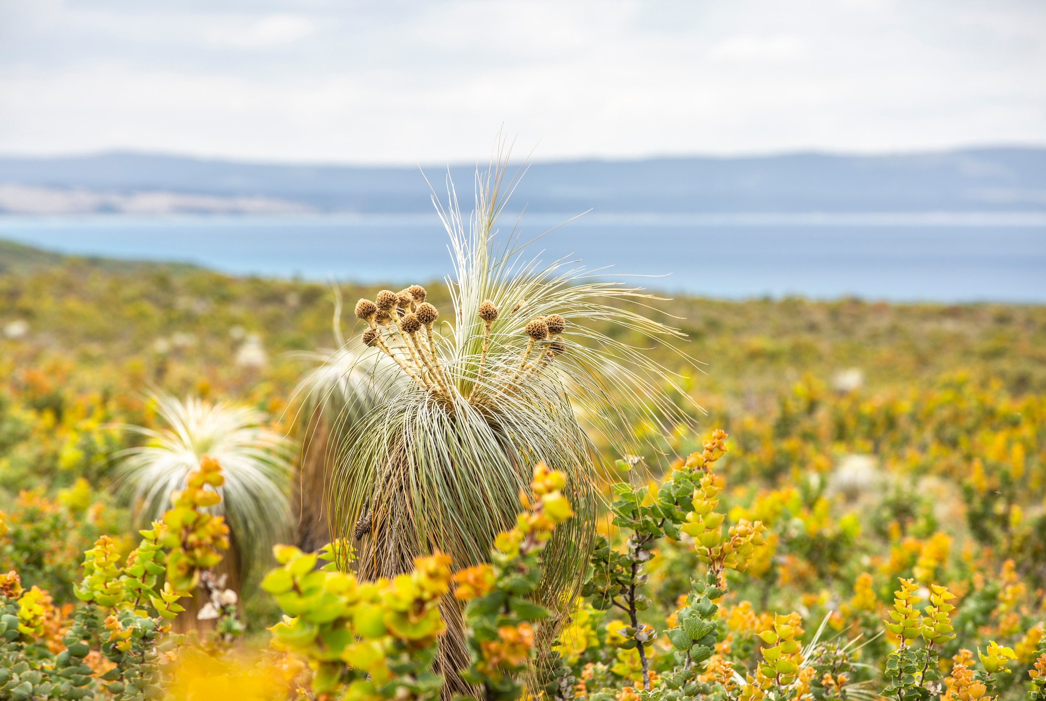 The surprising role of grass in shaping who we are
