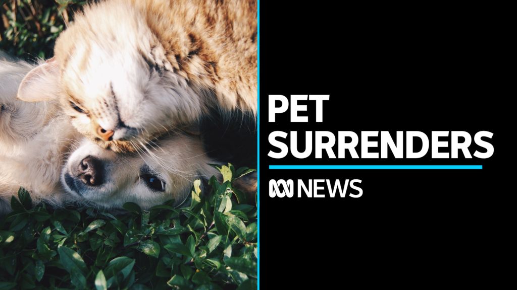 Pet Surrender On The Increase As Shelters Are At A 'crisis' - ABC News