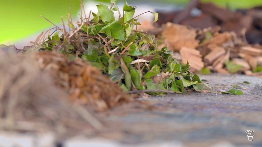 Table covered with small piles of different types of mulches.