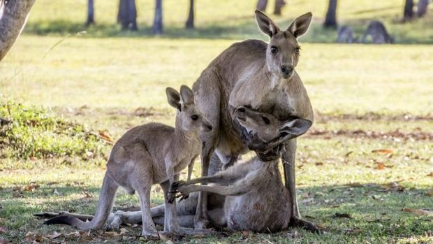 A kangaroo nurses the head of his companion