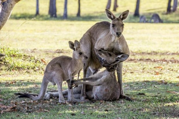 A kangaroo nurses the head of his companion