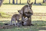 A kangaroo nurses the head of his companion