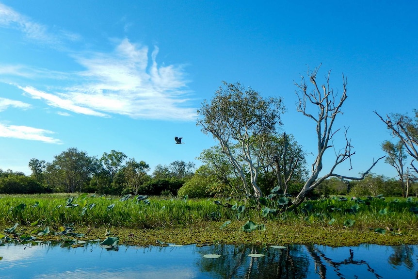 A bird flies over the birght blue and green of the Kakadu wetlands