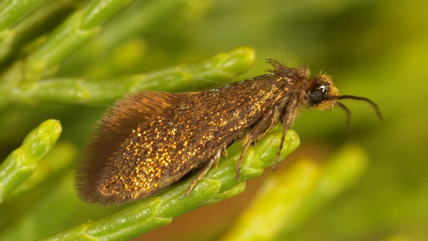 Male enigma moth