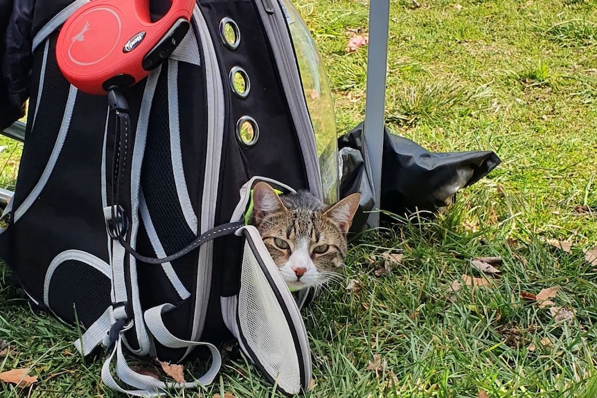 A cat poking its head out of a black backpack. 