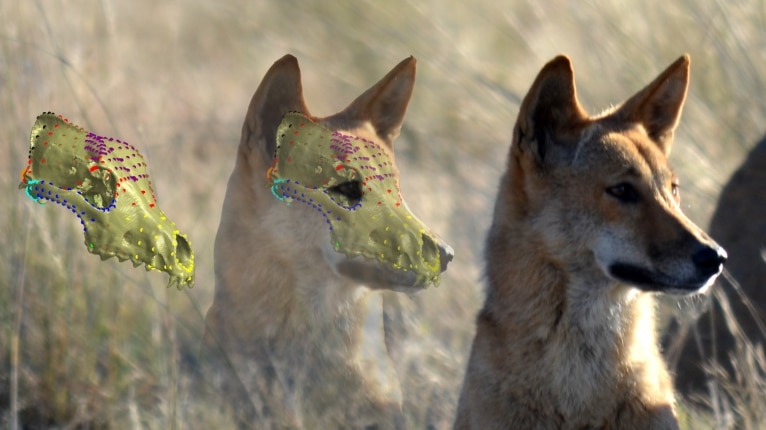 A 3D skull reconstructed from a CT scan superimposed on an image of a dingo in outback Australia