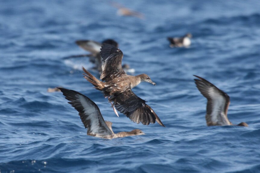 A Wedge-tailed shearwater in flight.