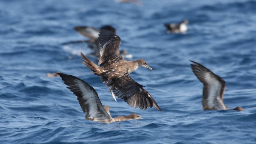 A Wedge-tailed shearwater in flight.