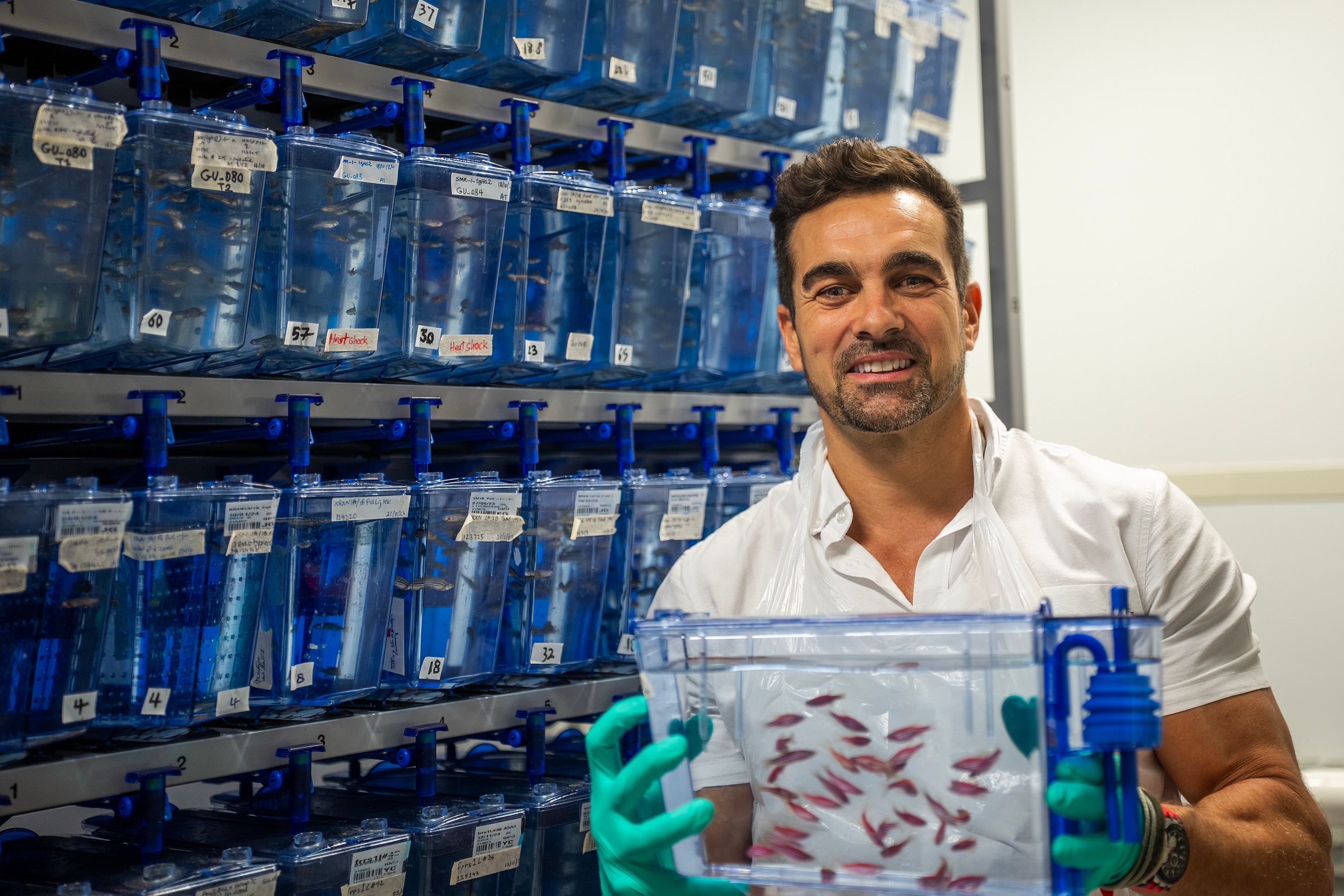 Queensland researchers are using a popular pet fish to test rare genetic variants