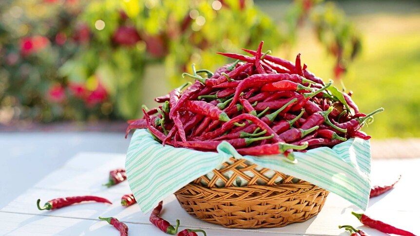 Cayenne peppers piled high in a basket on a white table outdoors.