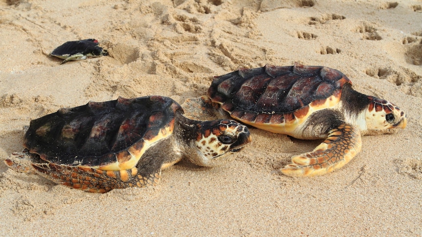 Sea turtles return home