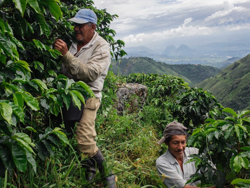 Workers on a coffee farm in Colombia.