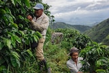 Workers on a coffee farm in Colombia.