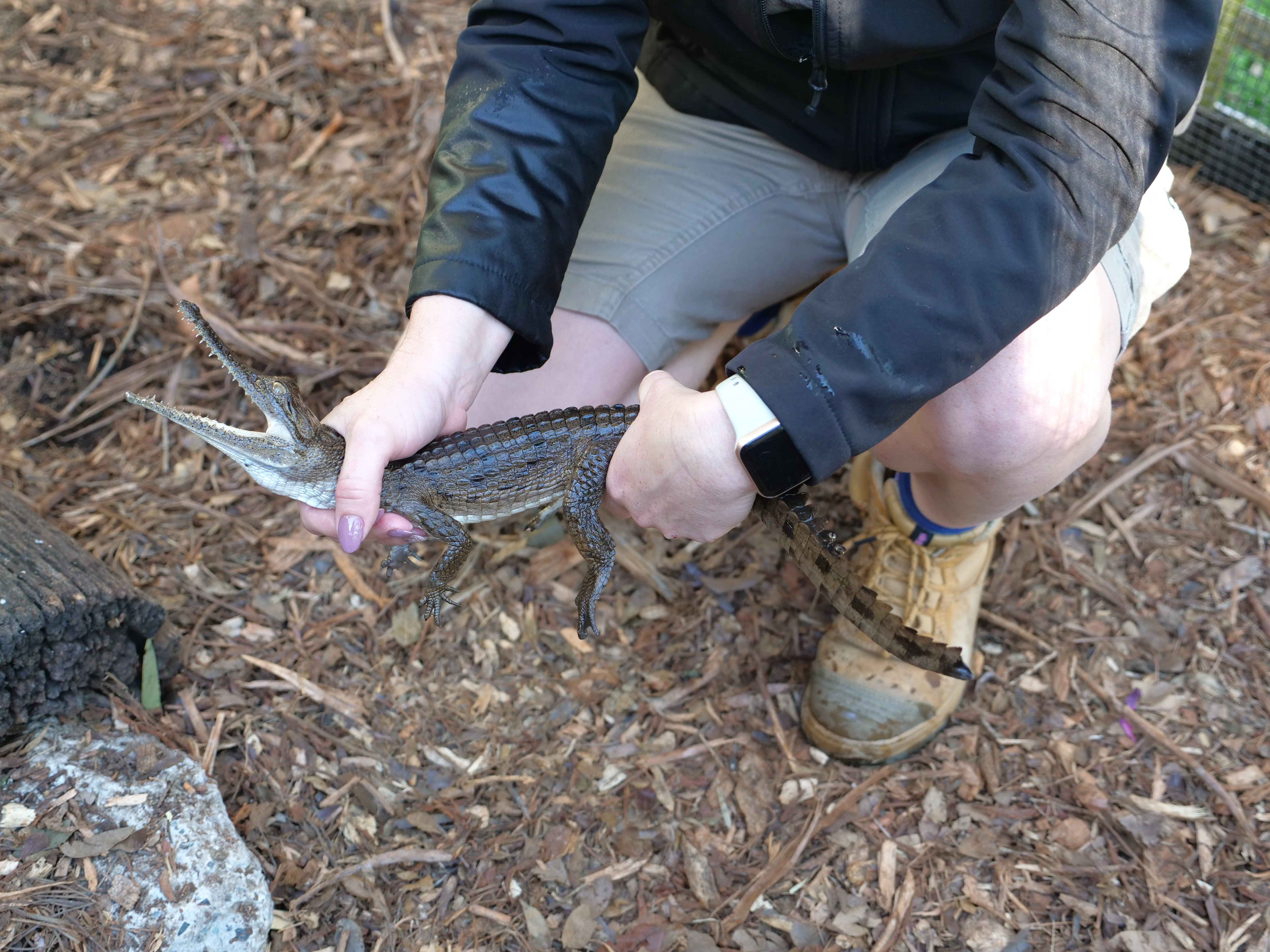 small 30cm crocodile in enclosure, dirt ground, plants, zookeeper holding it