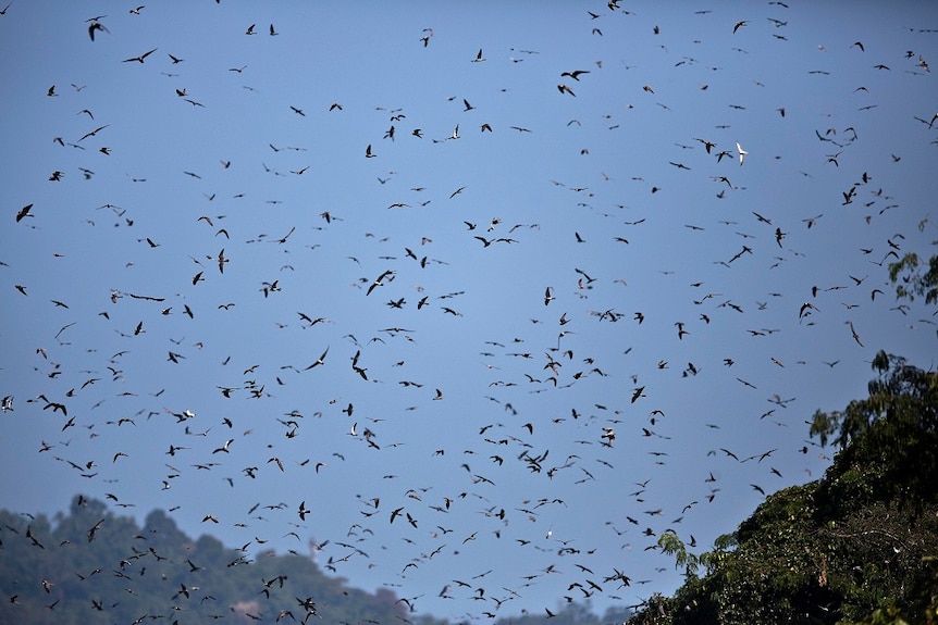 Hundreds of dark birds fly through a clear blue sky.