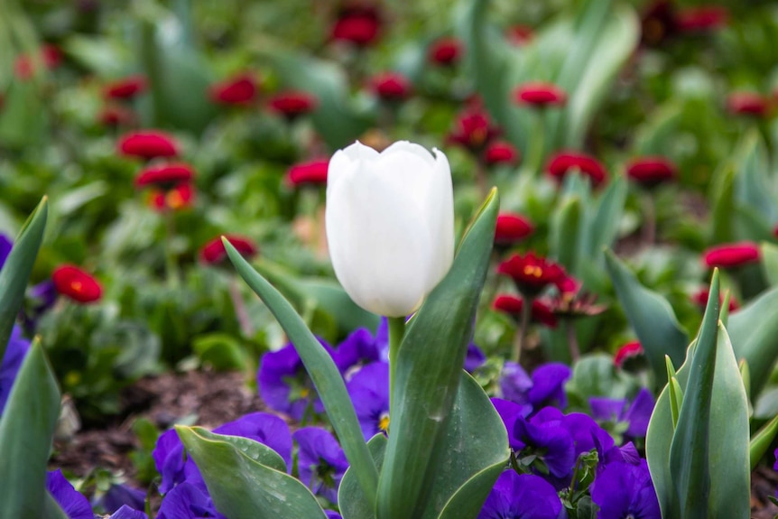 tulip at Floriade