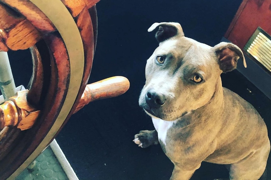 A dog sits next to a ship's wheel, looking up imploringly.